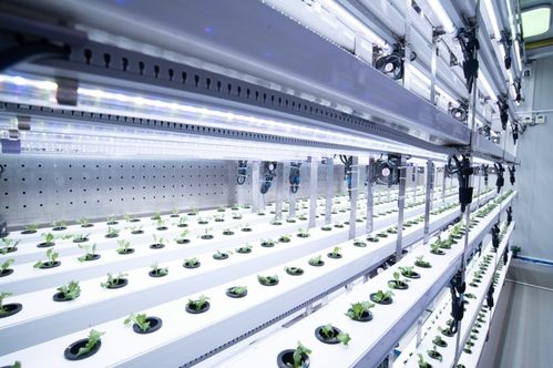 聚焦農(nóng)業(yè)科技創(chuàng)新 植物工廠種出 智慧菜